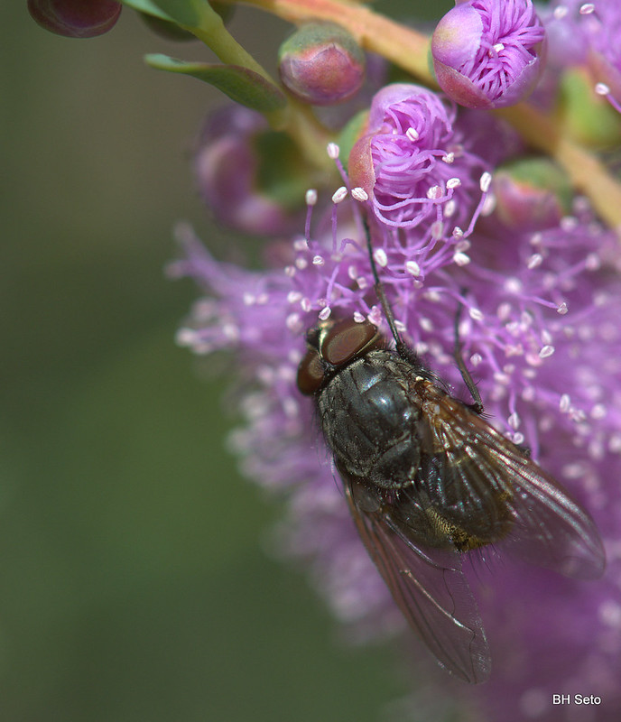 Flies | Flickr