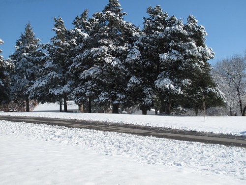 road trees snow landscape december arkansas