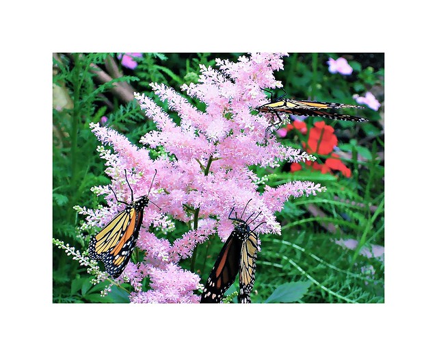 Monarch Butterfly's