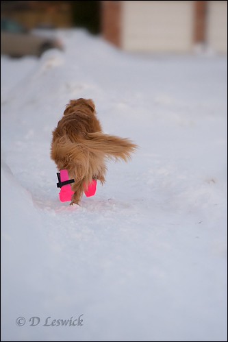 out of here | by Dave (www.DogversationsBook.com)