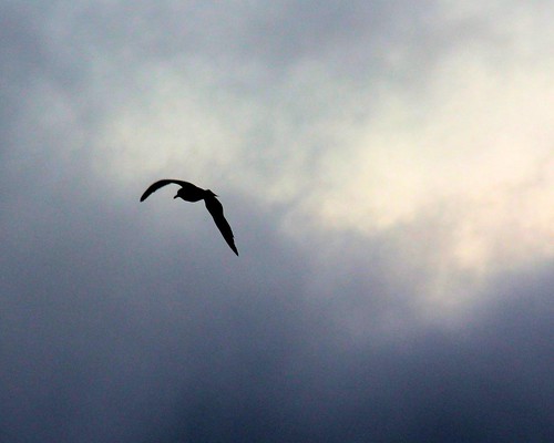 sunrise seagull suisunbay foggysunrise