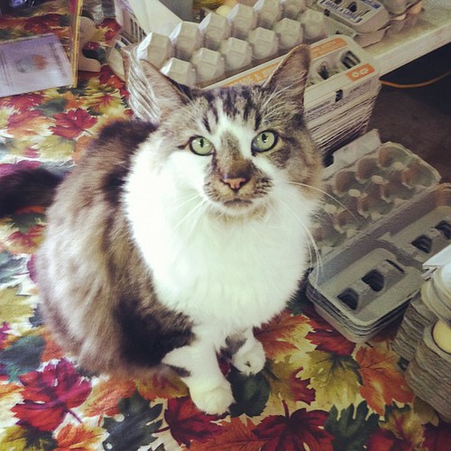 #marie #cat #catsofinstagram #springfield #farm | by TheAYGList