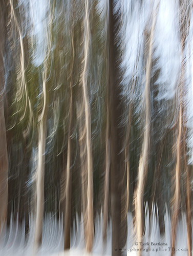 trees abstract forest impressionism tjerk longexposition tjerkbartlema tbphotography impressionisticphotography