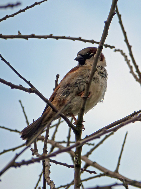 Scruffy sparrow