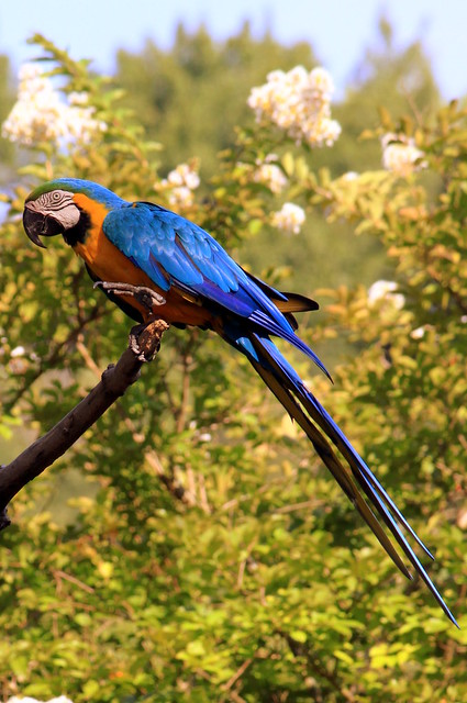Blue and Gold Macaw - Birmingham Zoo