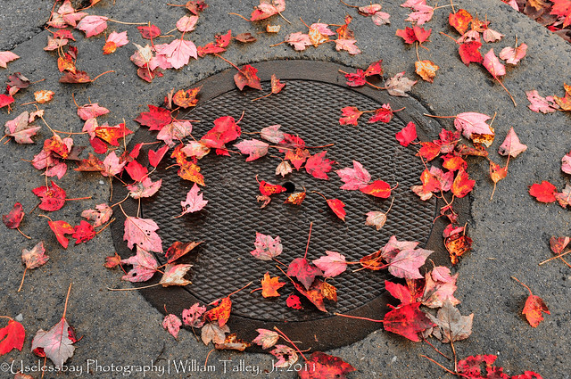 Fall Leaves on Manhole Cover (BW-Red)