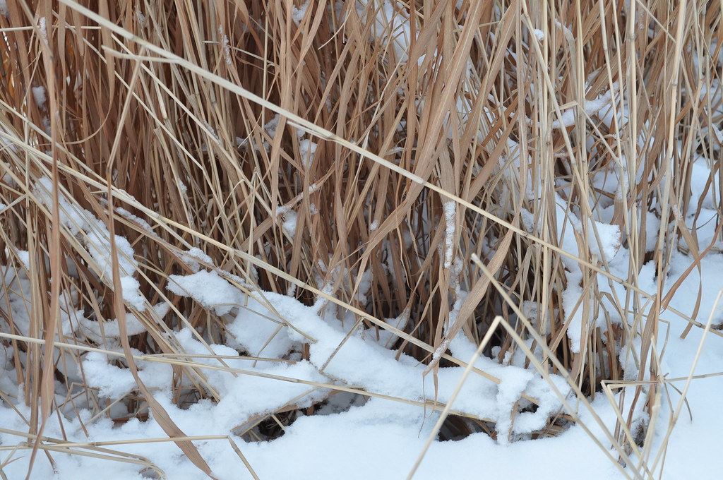 Weakest Reed The weakest reed. DSC_0235 |