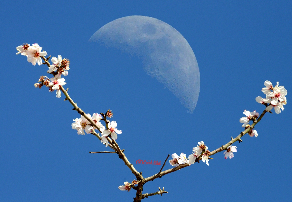 القمر واغصان شجرة اللوز Instagram Com Adelhilalh0 في فرحة Flickr