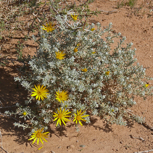 Wüsten-Pflanze, Marokko, NGIDn1888140735 | naturgucker.de / enjoynature ...