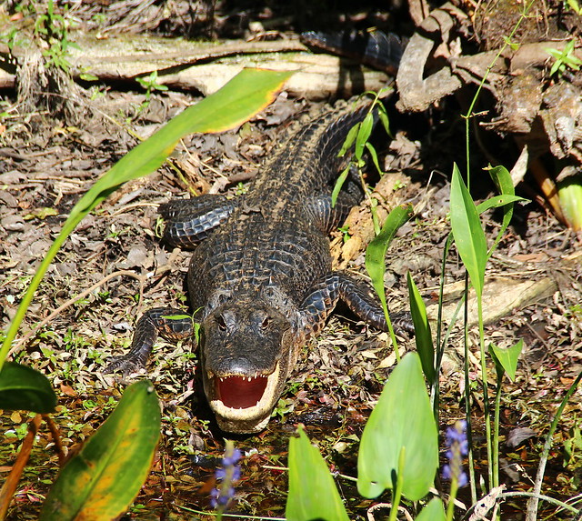 Alligator, Janes Memorial Scenic Drive, Fakahatchee Strand Preserve State Park, Florida