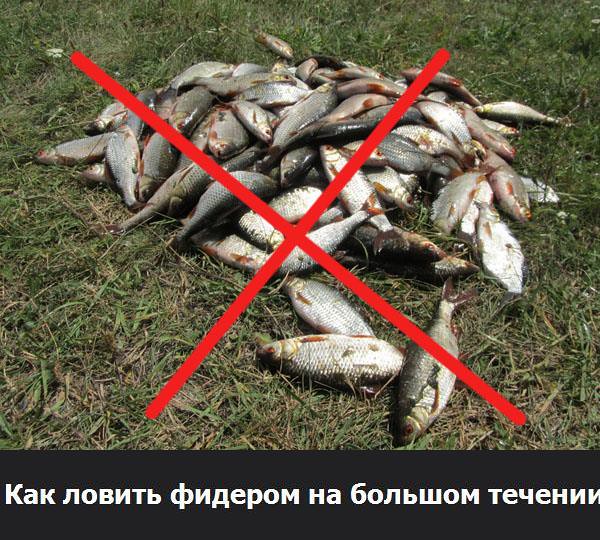Запрет на рыбу в белоруссии