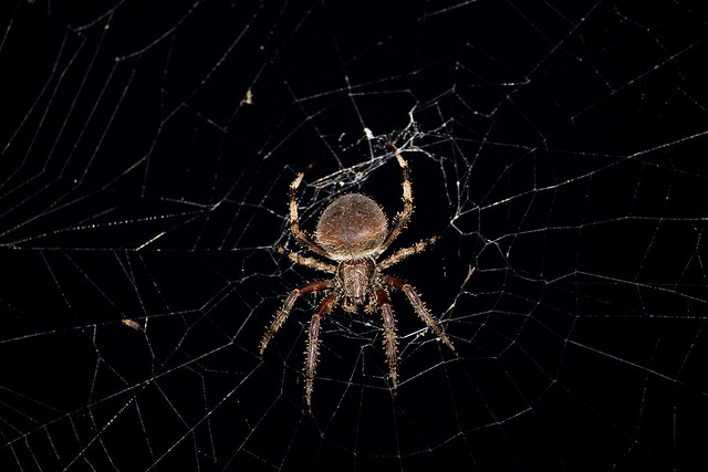 Nighttime Spider