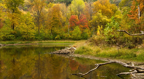 park wood autumn trees fall water field leaves canon landscape outdoors morninglight pond october cloudy hiking fallcolors 7d cloudysky beaverlodge canon7d canon1585mmlens