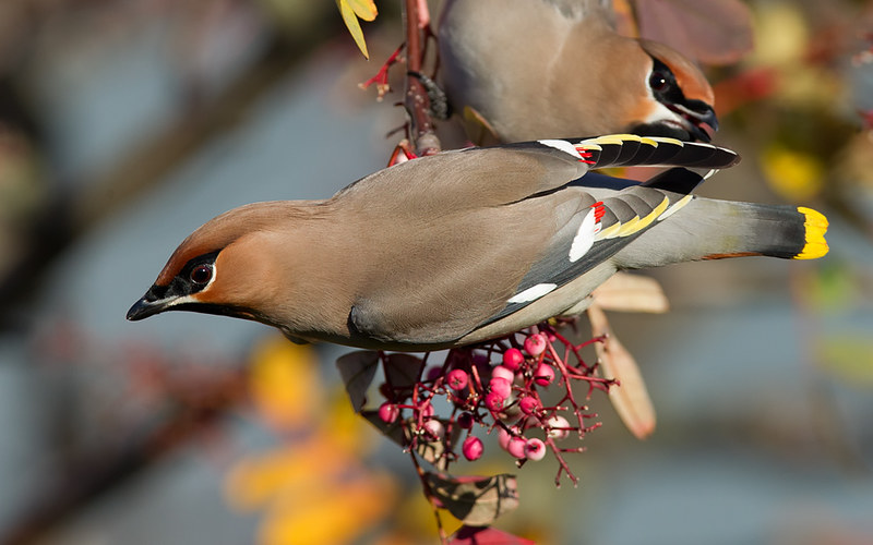 Waxwing - Chilwell