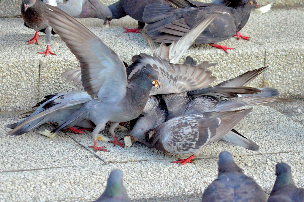 餌を争う鳩たち (Rock Doves) | Doveshad to contend for bait. Are you… | Flickr