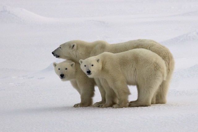 Polar Bear and Two Cubs Standing