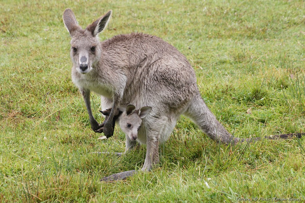 Kangaroo with joey inside the pouch (and some facts)