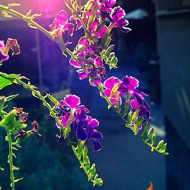 Purple sunny flower