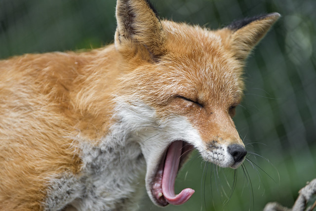 Yawning fox