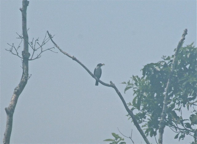 Masked Tityra (Tityra semifasciata)