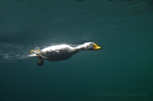 Speedy duck (2) | by John de Grooth