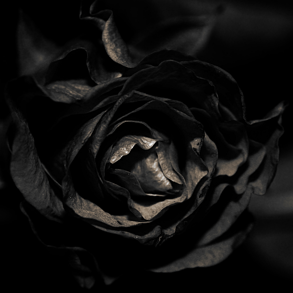 Была б она черная. Красивые черные розы.
