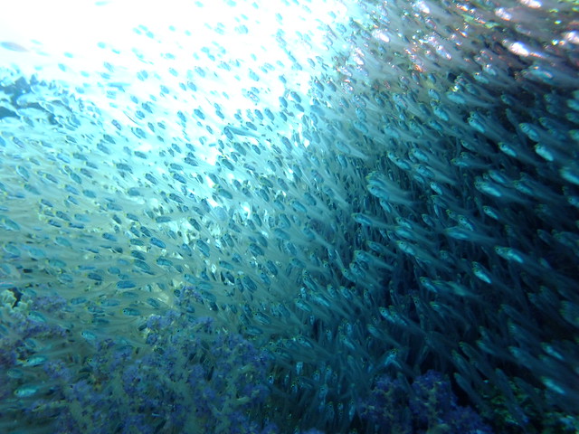 glass fish millions