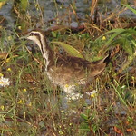 pheasant-tailed-jacana