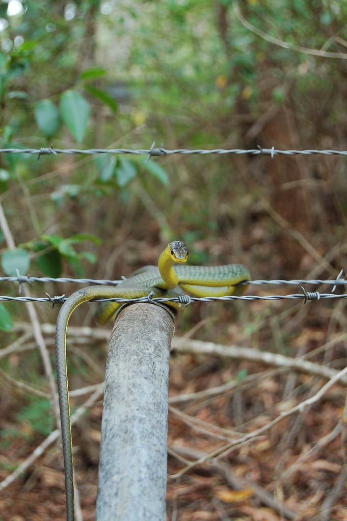Green Tree Snake on barbed wire fence 1 | Doug Beckers | Flickr