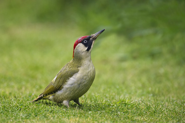 Green Woodpecker (Picus viridis) Female feeding on lawn
