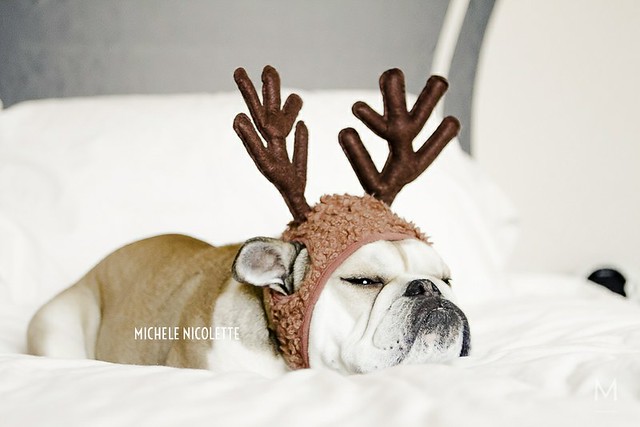 Christmas 2012 - Bulldog Reindeer  // michelenicolette.com
