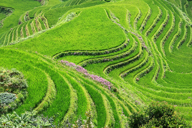 Dragon's Backbone rice terraces in Longsheng County, China.