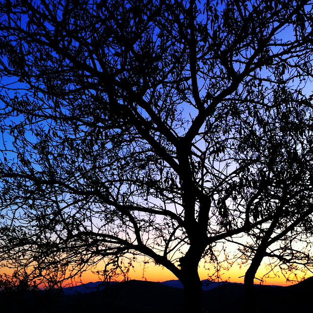 branches @ sunset