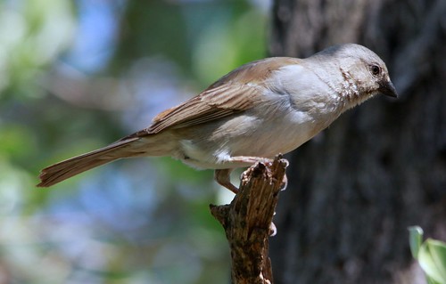 Northern Grey-headed Sparrow (Passer griseus), also known … | Flickr