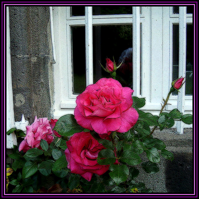 3 Roses, 2 Rosebuds at the Window !!!