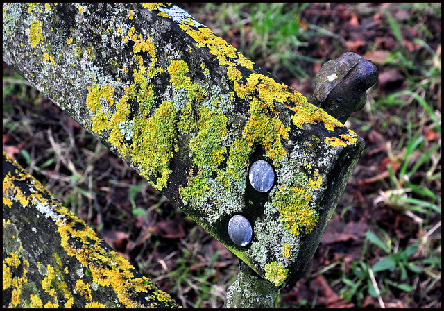 Shirehampton, A lichen covered seat