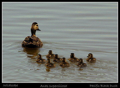 Swimming Lessons | by grayham3