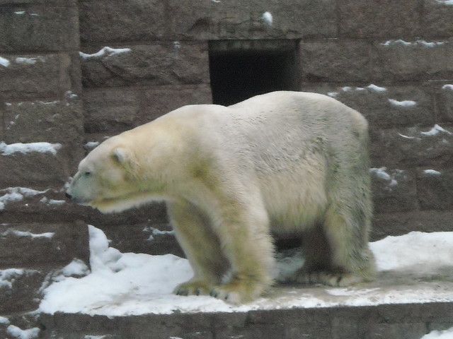 Eisbär Churchill 6.1.2011