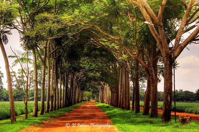 Caminho entre árvores