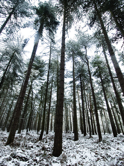 Sherwood Forest in the Snow