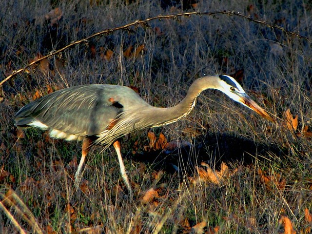 Blue Heron in Canyon