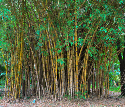 panorama pano bamboo queensland emerald