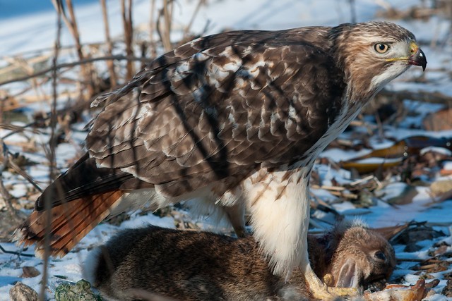 Red Tail Hawk Vs The Bunny 15