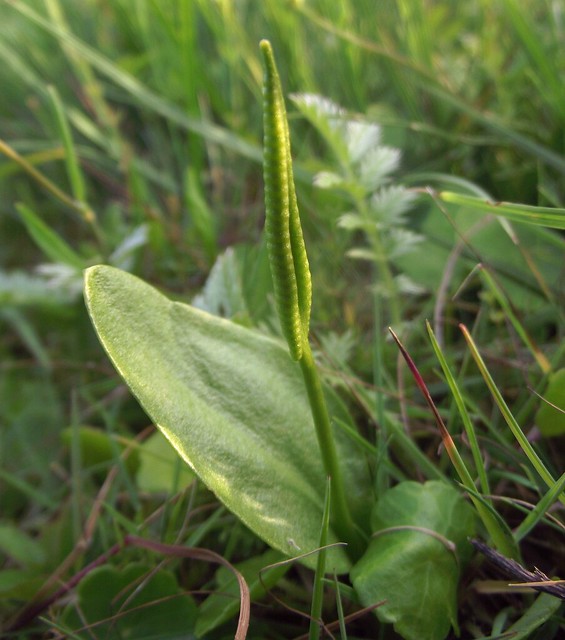 Ophioglossum vulgatum (Adder's-Tongue Fern), Ynyslas, Ceredigion, 26.6.18