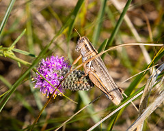 grasshopper on purple prairie clover