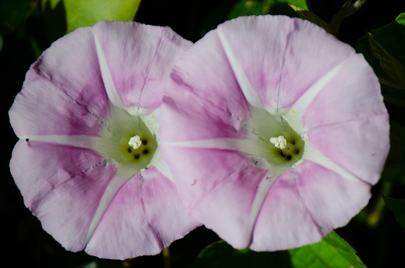 Bindweed with a blush of colour