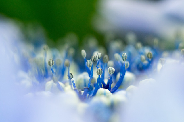 Hidrangea flower