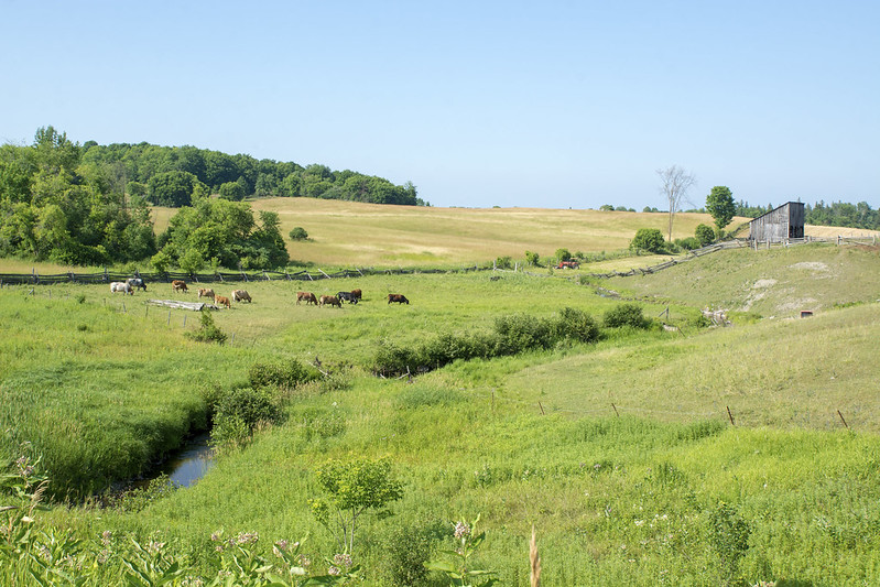 Renfrew cow pasture