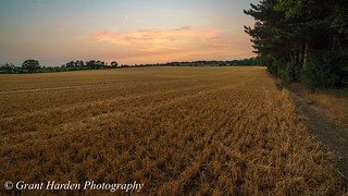 Evening Corn Fields 1