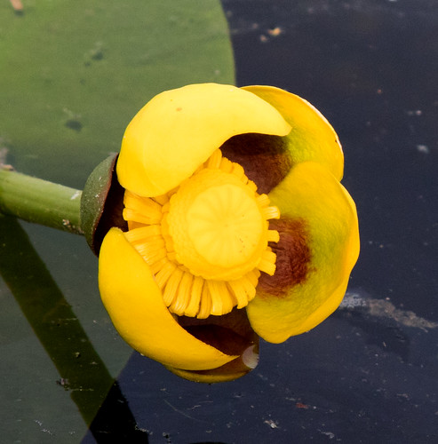 wildflower michigan yellow pondlily